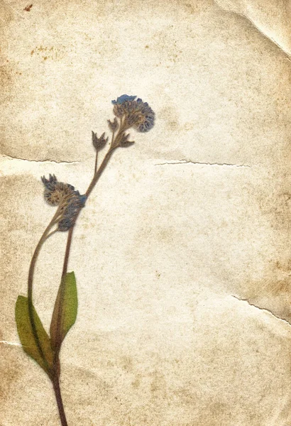 Fondo vintage con flor seca sobre textura de papel vieja — Foto de Stock