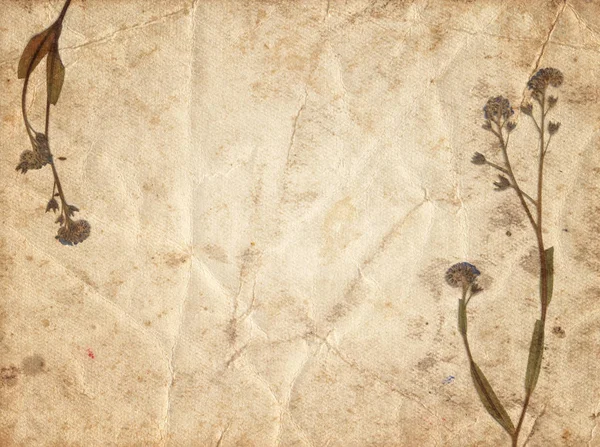 Fond vintage avec fleur sèche sur une vieille texture de papier — Photo