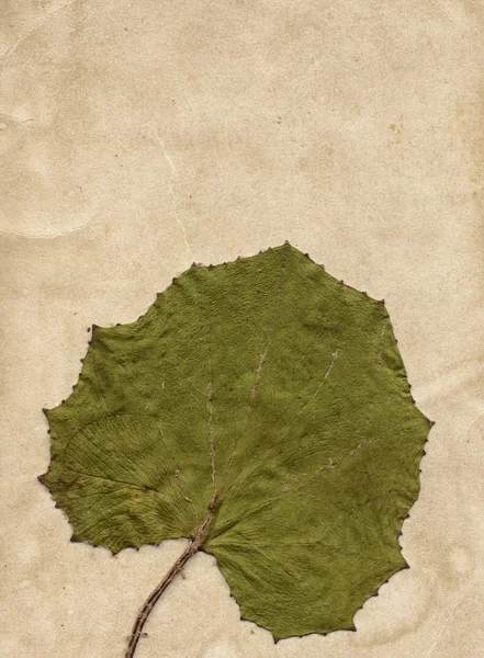 Fond vintage avec plante sèche sur une vieille texture de papier — Photo