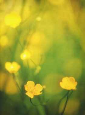 Sarı akışlı soyut güzel bahar ve yaz arka plan