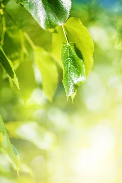 Sommer Hintergrund mit grünen Blättern im Sonnenlicht — Stockfoto