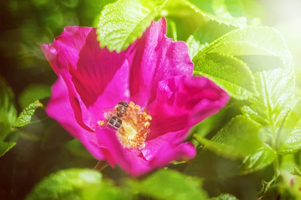 Fleur de rose rose avec abeille sur le fond de la lumière du soleil — Photo