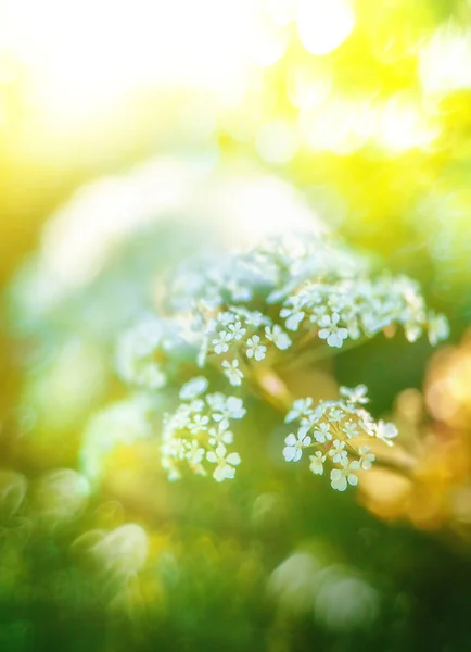 Streszczenie piękne wiosna i lato tło z białym kwiató — Zdjęcie stockowe