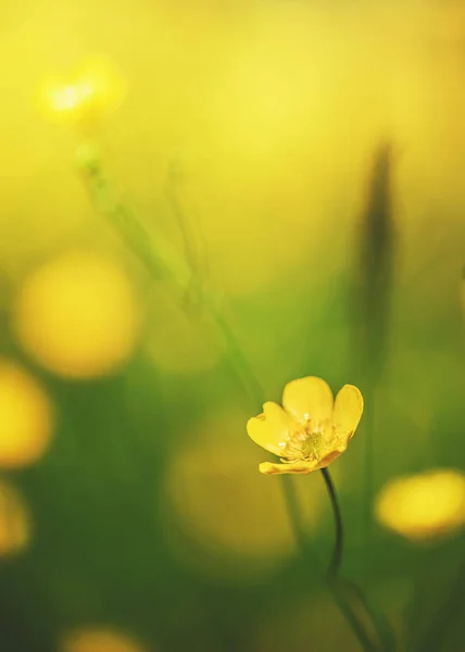 Abstrakt vacker vår-och sommar bakgrund med gult flöde — Stockfoto
