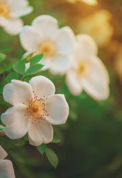 Όμορφα λευκά άνθη τριαντάφυλλου με πράσινα φύλλα — Φωτογραφία Αρχείου