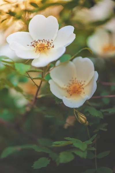 Hermosas flores de rosa blanca con hojas verdes — Foto de Stock