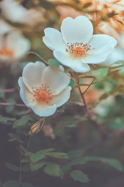 Belles fleurs blanches roses aux feuilles vertes — Photo