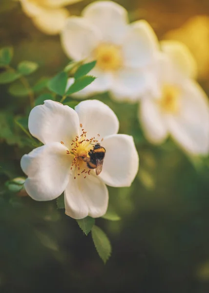 Belles fleurs blanches roses avec feuilles vertes et abeilles — Photo