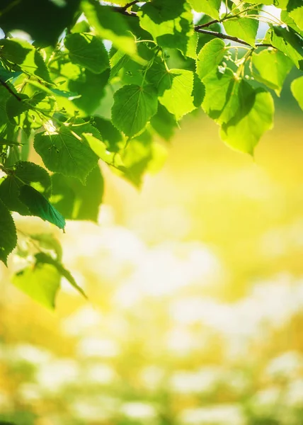 Zomer achtergrond met groene bladeren in zonlicht — Stockfoto