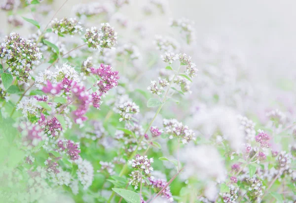 Fondo suave tierno con flores — Foto de Stock