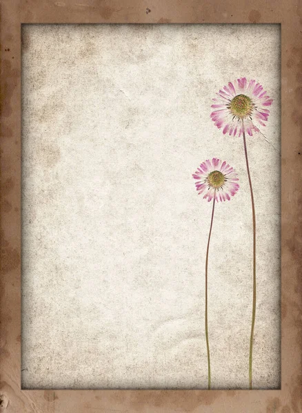 Staré Vinobraní Textury Suchým Květem Retro Papírové Pozadí Skvrnami Škrábance — Stock fotografie