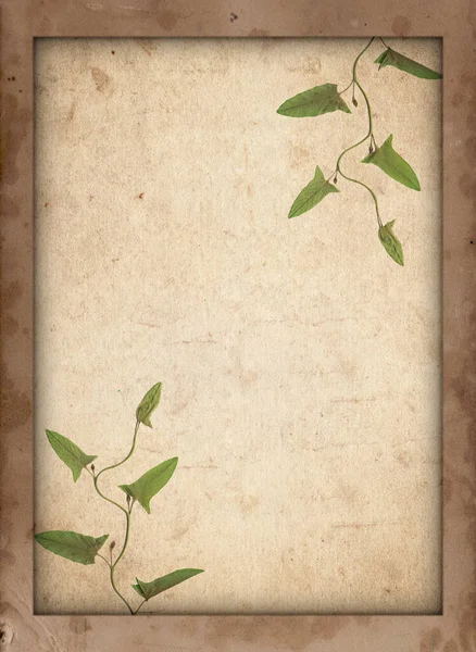 Kuru Bitki Deseni Lekeli Çizikli Eski Kağıt Arkaplanı — Stok fotoğraf