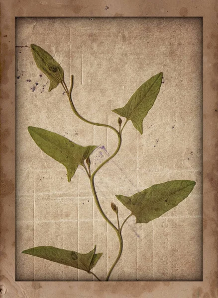 Vieille Texture Vintage Avec Plante Sèche Fond Papier Rétro Avec — Photo