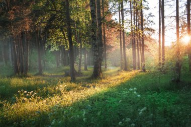 Yeşil ormanda güneş ışığıyla canlı güzel bir manzara.