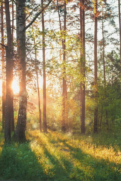 Яркая Красивая Сцена Солнечным Светом Зеленом Лесу Открытом Воздухе — стоковое фото
