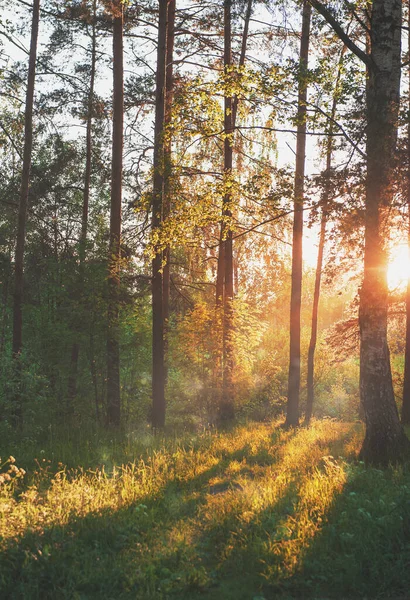 Яркая Красивая Сцена Солнечным Светом Зеленом Лесу Открытом Воздухе — стоковое фото