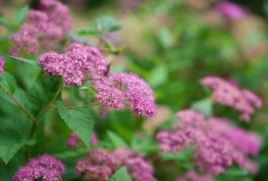 Çiçek desenli, soyut yeşil yapraklar. Tasarım için yaratıcı düzen