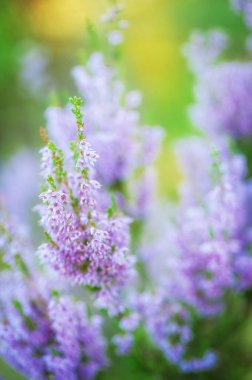 Çiçek açan yabani mor fundalıklar. Tasarım için doğal çiçek arkaplanı