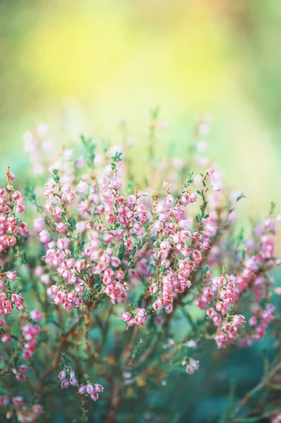 Florecientes Flores Brezo Púrpura Salvaje Fondo Floral Natural Para Diseño — Foto de Stock