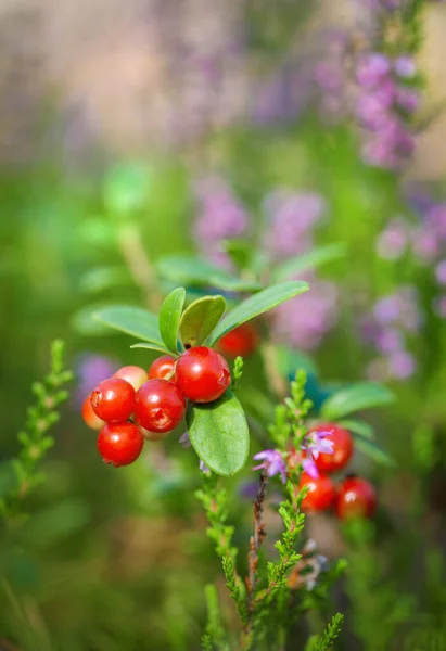 Lingonberry Berries Green Branch Sunny Forest — Stock Photo, Image