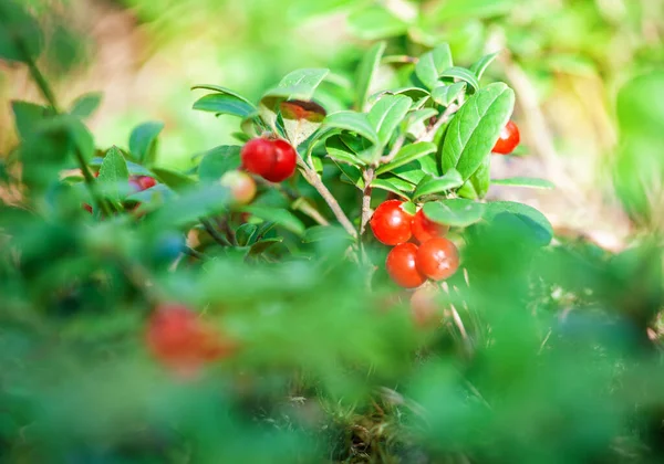 Lingonberry Berries Green Branch Sunny Forest — Stock Photo, Image