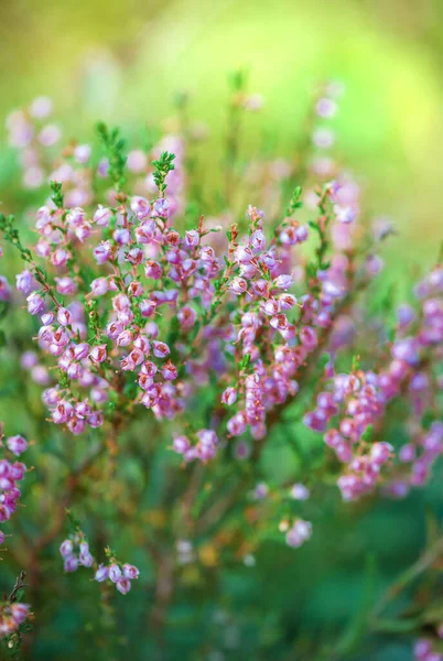 Kwitnące Dzikie Purpurowe Kwiaty Wrzosu Naturalne Tło Kwiatowe Projektowania — Zdjęcie stockowe