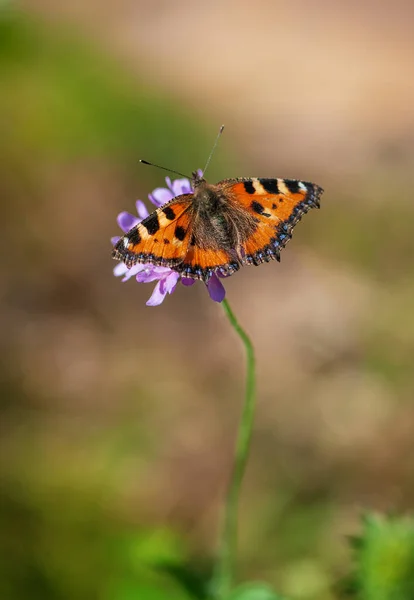 Fluture Frumos Floarea Sălbatică Pajiște Vara Însorită — Fotografie, imagine de stoc