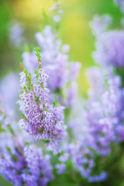 Florecientes Flores Brezo Púrpura Salvaje Fondo Floral Natural Para Diseño — Foto de Stock