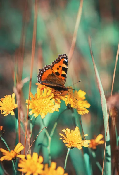 Fluture Frumos Floarea Sălbatică Pajiște Vara Însorită — Fotografie, imagine de stoc