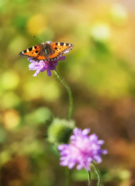 Fluture Frumos Floarea Sălbatică Pajiște Vara Însorită — Fotografie, imagine de stoc