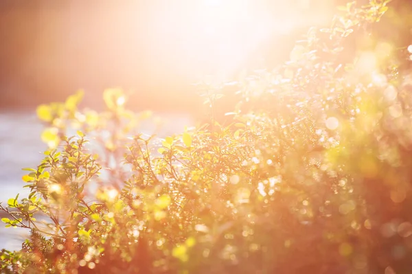 太陽の光で植物とデザインのための自然の夏の春ぼやけたボケの背景 — ストック写真