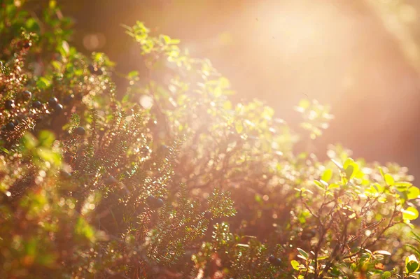 太陽の光で植物とデザインのための自然の夏の春ぼやけたボケの背景 — ストック写真