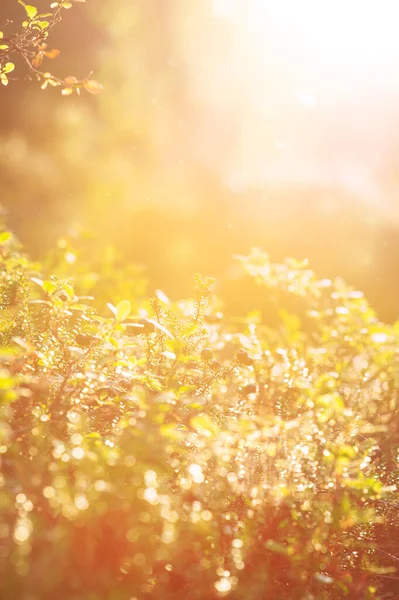 夏天的自然春光模糊了设计植物在阳光下的背景 — 图库照片