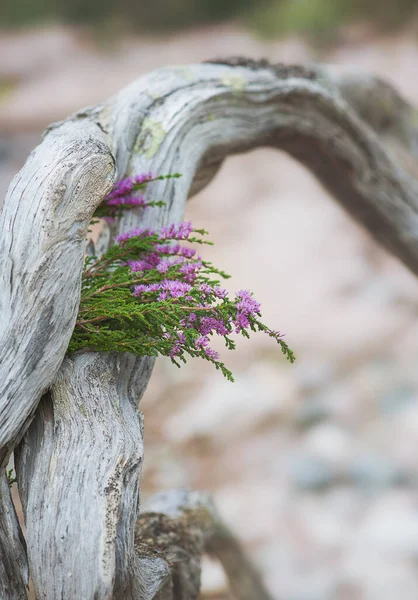 Beau Bouquet Fleurs Bruyère Sur Vieux Tronc Arbre Sec Altéré — Photo