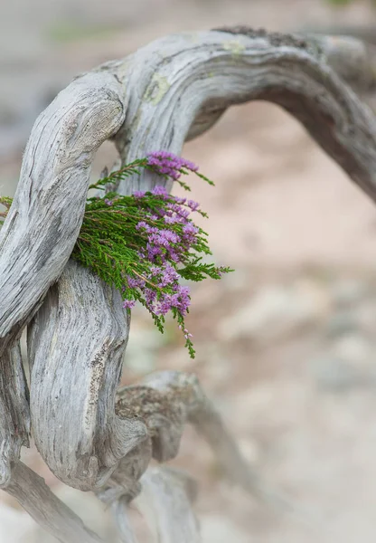 Piękny Bukiet Wrzosowych Kwiatów Starym Suchym Pniu Drzewa Wietrznego — Zdjęcie stockowe