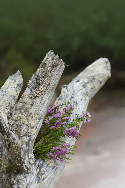 Kurumuş Ağaç Gövdesinde Güzel Bir Buket Funda Çiçek — Stok fotoğraf