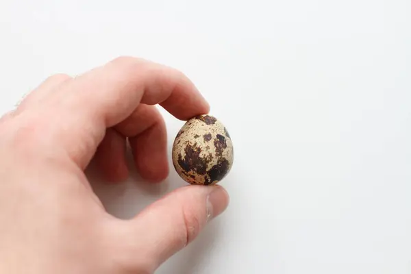 Bıldırcın Yumurta Elinde Tut — Stok fotoğraf