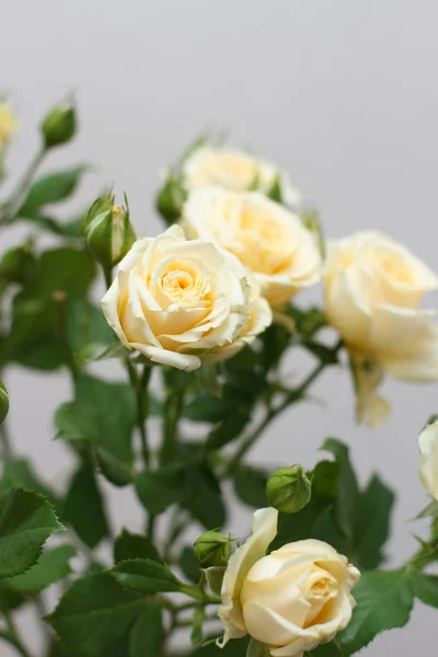 Нежно Желтая Роза — стоковое фото
