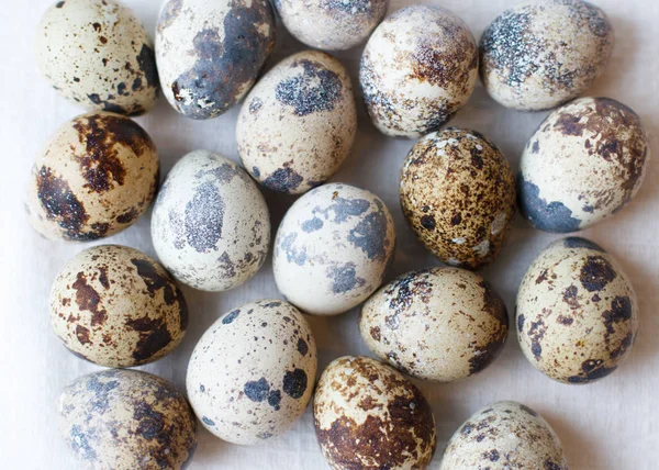 Quial Yumurta Yukarı Kapatın — Stok fotoğraf