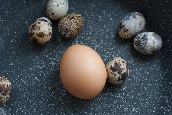 Tavuk Yumurtası Bıldırcın Yumurtası Arasında — Stok fotoğraf