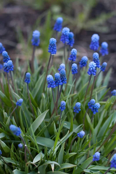 Viper soğan mavi çiçekler Muscari