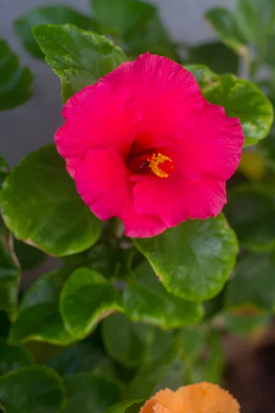 Hibisco Vermelho Flor Tropical — Fotografia de Stock