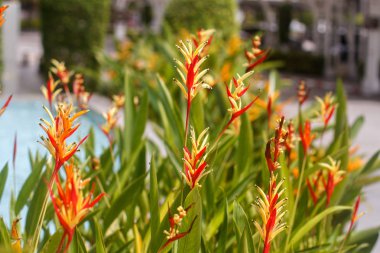 Heliconia tropik çiçekler kırmızı reklam sarı