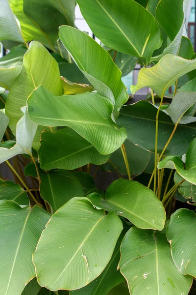 Feuille Branche Banane Palmier Vert — Photo
