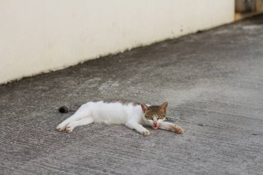 kedi yerde dinleniyor