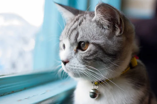 Porträtt Vacker Kattunge — Stockfoto