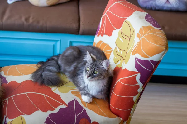 büyük kedi sandalye