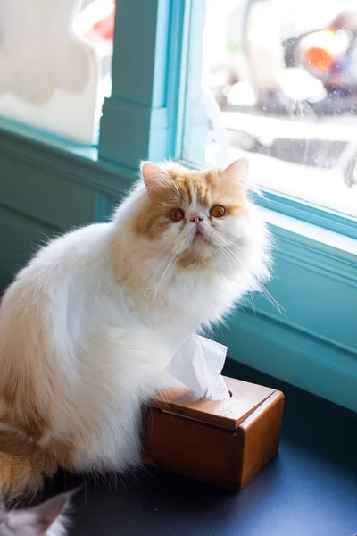 Katt Vid Fönstret — Stockfoto