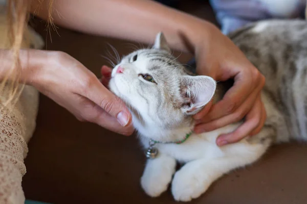 Tjej Smeker Kattunge — Stockfoto