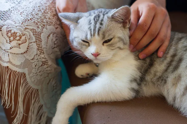 Gadis Memegang Tangan Kucing — Stok Foto